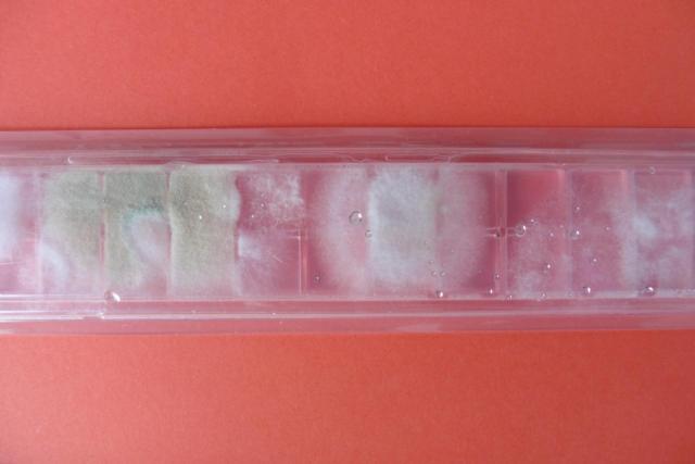 Vykultivované směsné kolonie plísní | Autor: archiv Olgy Rubinové