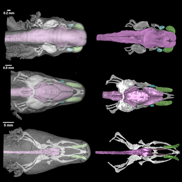 Autor: Gigascience journal database