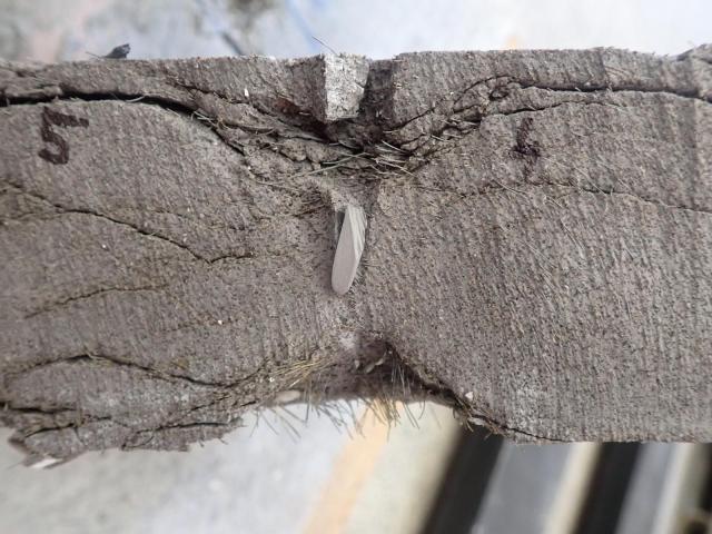 Řez Balistickým ochranným panelem po testu balistické odolnosti se zachyceným projektilem | Author: FCH VUT, Bogges