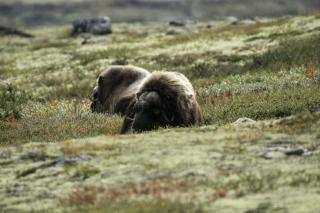 Filip se ve volném čase se věnuje fotografování volně žijících zvířat - na snímku je pižmoň severní z výpravy do Norska. | Autor: archiv F. Duška